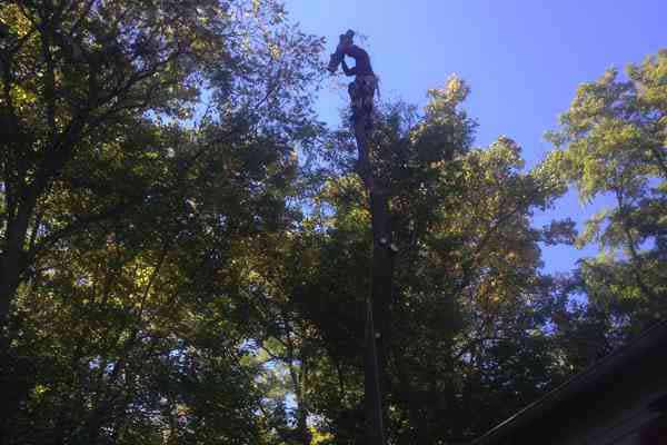 Removal of leaning White Ash tree at Archibald Johnston Estate