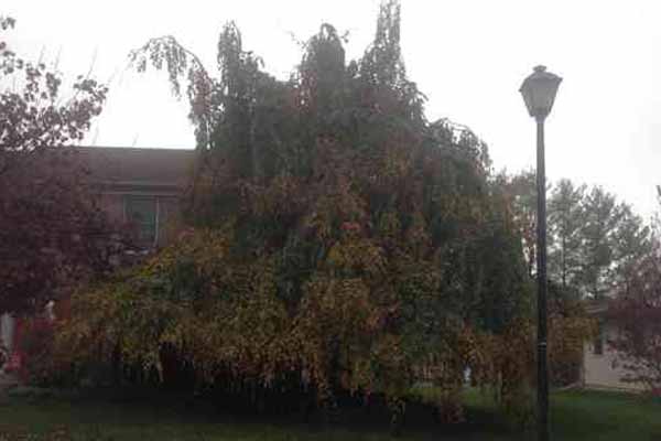 Weeping Beech tree before crown reduction and elevation.