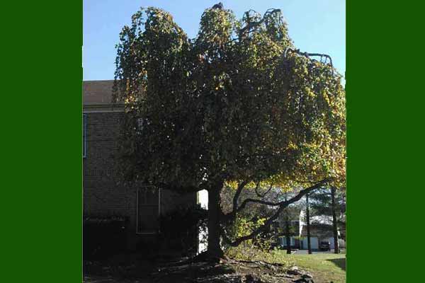 Weeping Beech tree after crown reduction and elevation.