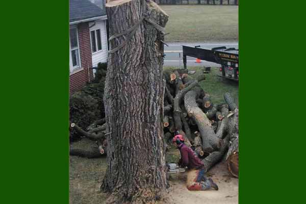 Siberian Elm tree removal