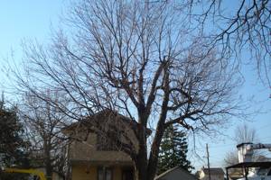Silver Maple before pruning