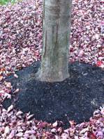 Excessively mulched Red Maple before root collar excavation
