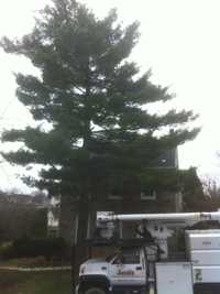 Before White Pine removal