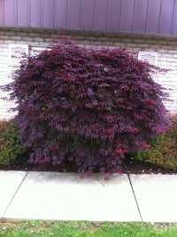 Japanese Maple before thinning and reduction
