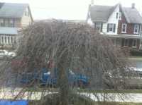 Weeping Cherry before thinning and crown cleaning