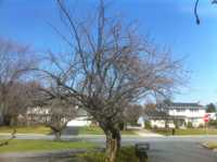 Before Thinning And Reduction on Kwanzan Cherry