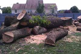 After felling trunk of large dying Red Oak tree