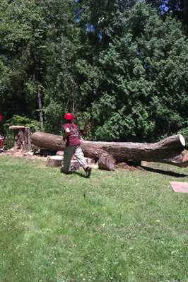 After felling trunk of large Hickory tree.