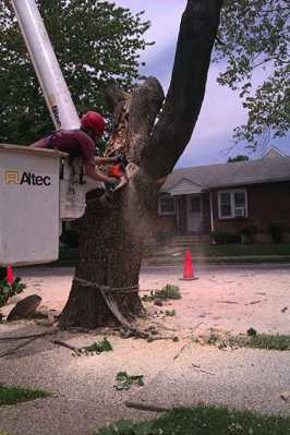 Removal of Norway Maple tree