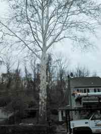 Elevation of large Sycamore over homes and utility lines.