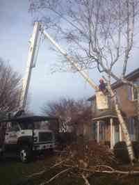 Removal of a declining borer infested White Birch tree.