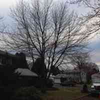 Red Maple tree before structural pruning it and clearing it from a home.