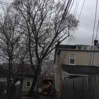 Clearing a Norway Maple from a building and utility lines in a tight spot.