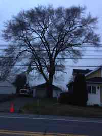 Before the removal of a large Siberian Elm tree with a crane.