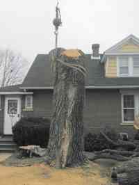 During the removal of a large Siberian Elm tree with a crane