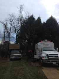 Before the removal of a dead Pignut Hickory tree in a hard to reach area.