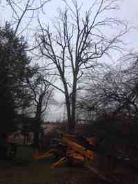 Before using an all terrain lift to remove a dead Pignut Hickory tree in a hard to reach area.