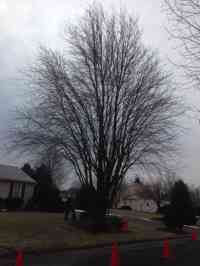 Red Maple tree before structural pruning and crown elevation.