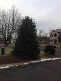 Blue Spruce tree before crown reduction and shaping.