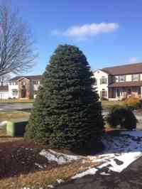 Blue Spruce tree after crown reduction and shaping.