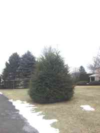 Hemlock tree before crown reduction and shaping.